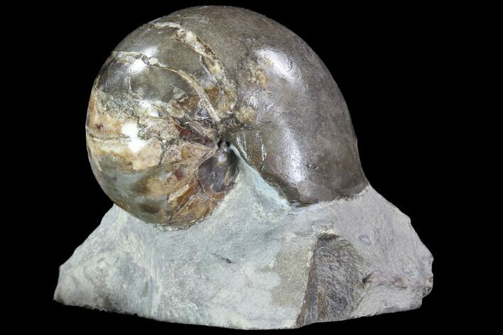 Fossil Nautilus (Eutrephoceras) in Limestone - South Dakota #86215